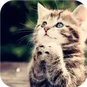Free play online Happy kittens.Live wallpaper APK