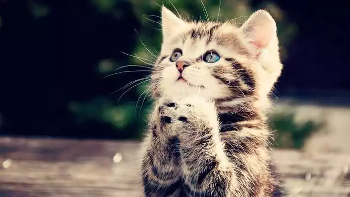Play Happy kittens.Live wallpaper Play Happy kittens.Live wallpaper