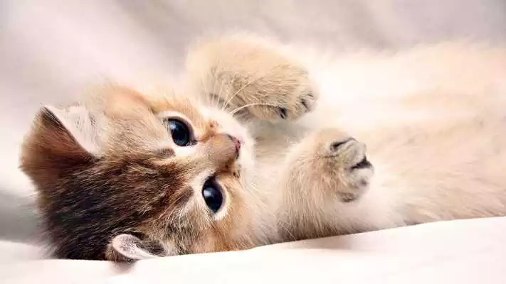 Play Happy kittens.Live wallpaper Play Happy kittens.Live wallpaper