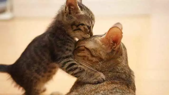 Play Happy kittens.Live wallpaper Play Happy kittens.Live wallpaper