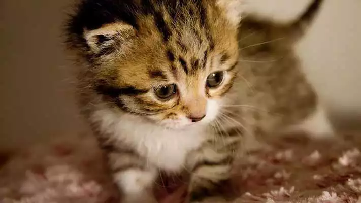Play Happy kittens.Live wallpaper Play Happy kittens.Live wallpaper