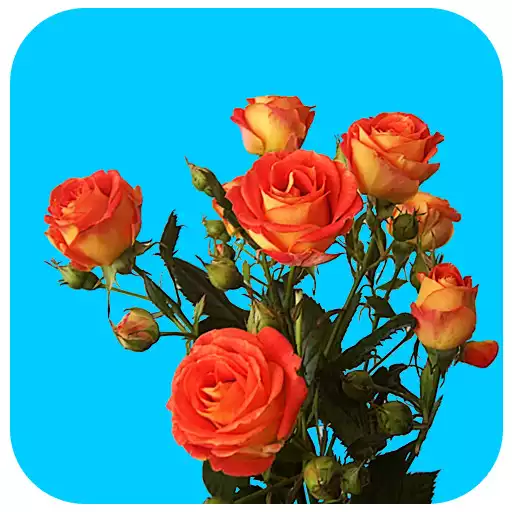 Free play online Happy New Year Wallpapers APK