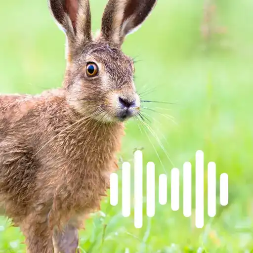 Play Hare hunting calls APK Play Hare hunting calls APK