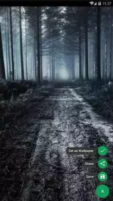 Play Haunted Forest Wallpaper