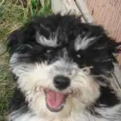 Free play online Havanese Dogs Wallpapers APK