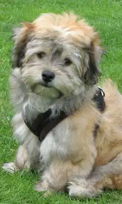 Play Havanese Dogs Wallpapers