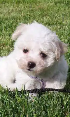 Play Havanese Dogs Wallpapers