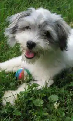 Play Havanese Dogs Wallpapers