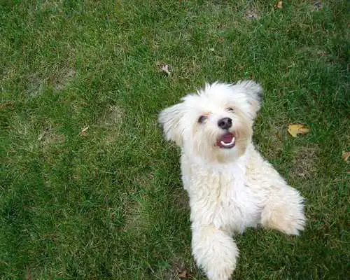 Play Havanese Dogs Wallpapers