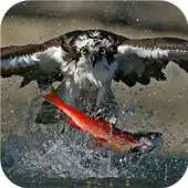 Free play online Hawk. Animals Wallpapers APK Free play online Hawk. Animals Wallpapers APK