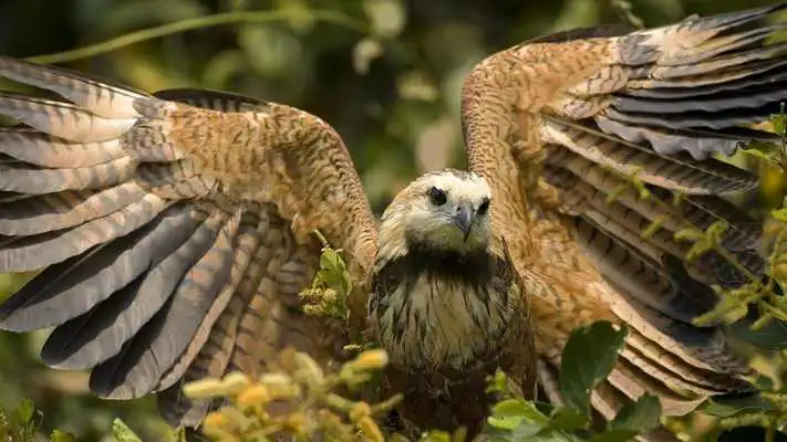 Play Hawk. Animals Wallpapers