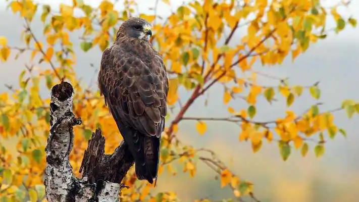 Play Hawk. Animals Wallpapers