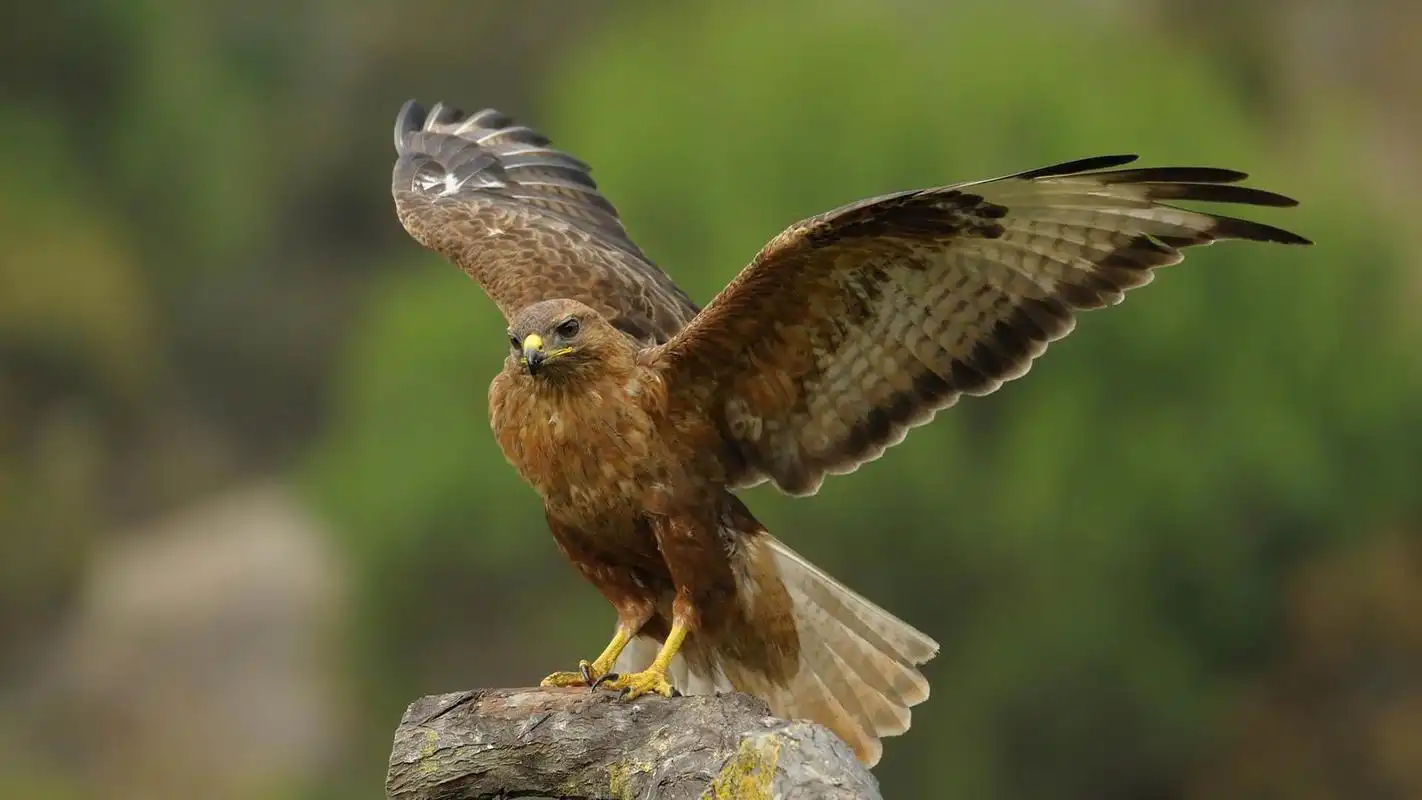 Play Hawk. Animals Wallpapers