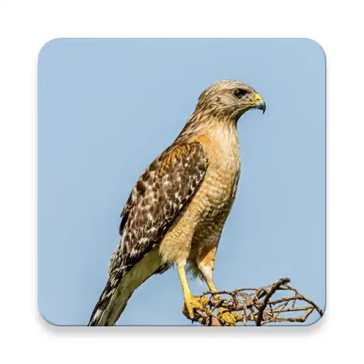 Play Hawk Sound Collections ~ Sclip.app APK Play Hawk Sound Collections ~ Sclip.app APK