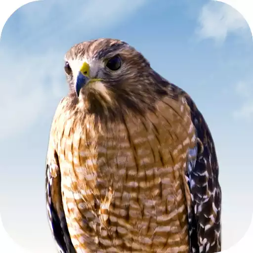 Play Hawk Sounds APK Play Hawk Sounds APK