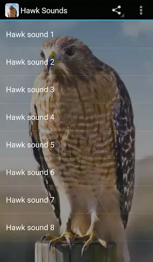 Play Hawk Sounds as an online game Hawk Sounds with UptoPlay