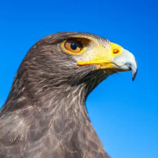 Play Hawk Wallpaper APK