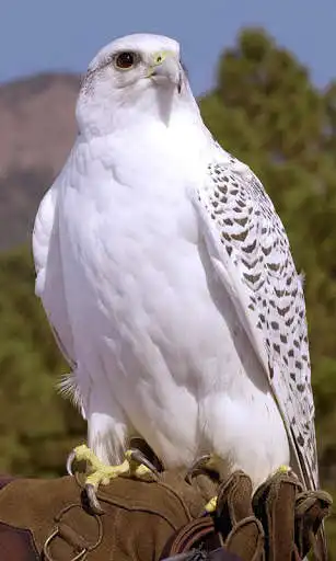 Play Hawk Wallpaper  and enjoy Hawk Wallpaper with UptoPlay