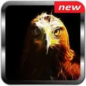 Free play online Hawk Wallpapers HD APK