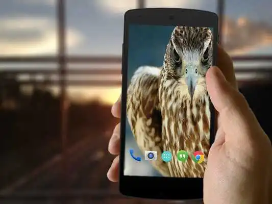 Play Hawk Wallpapers HD