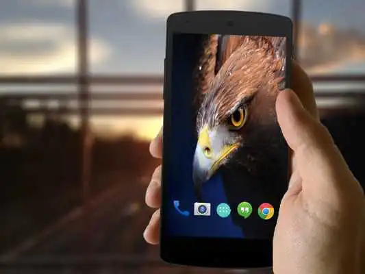 Play Hawk Wallpapers HD
