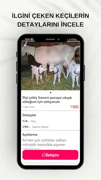 Play HAYSAT - Hayvan Al Sat as an online game HAYSAT - Hayvan Al Sat with UptoPlay