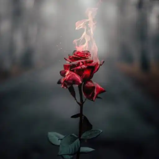 Play HD/4K flower background APK