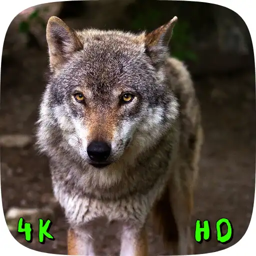 Play HD Animals backgrounds APK Play HD Animals backgrounds APK