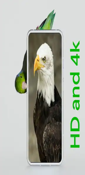 Play HD Animals backgrounds  and enjoy HD Animals backgrounds with UptoPlay