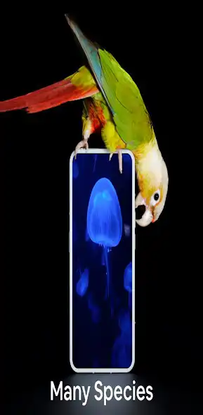Play HD Animals backgrounds as an online game HD Animals backgrounds with UptoPlay
