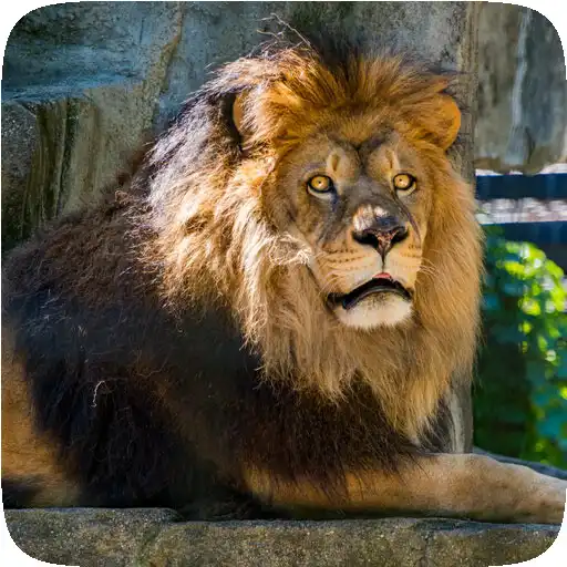 Play HD Animals Wallpapers APK