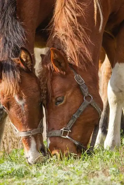 Play HD Animals Wallpapers and enjoy HD Animals Wallpapers with UptoPlay Play HD Animals Wallpapers and enjoy HD Animals Wallpapers with UptoPlay