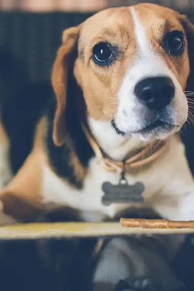 Play HD Animals Wallpapers as an online game online HD Animals Wallpapers with UptoPlay Play HD Animals Wallpapers as an online game HD Animals Wallpapers with UptoPlay