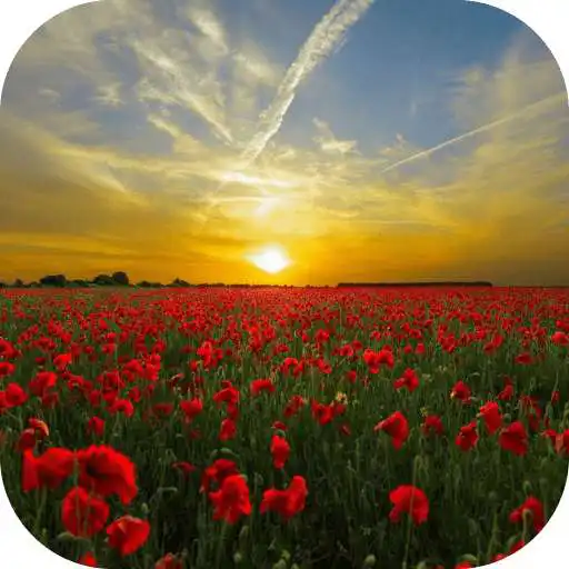 Free play online HD Beautiful Wallpaper 2020 Natural Wallpaper APK Free play online HD Beautiful Wallpaper 2020 Natural Wallpaper APK