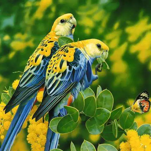 Free play online HD Bird Wallpapers APK Free play online HD Bird Wallpapers APK