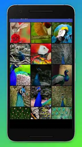 Play HD Bird Wallpapers