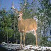 Free play online HD Deer Wallpapers APK