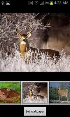 Play HD Deer Wallpapers