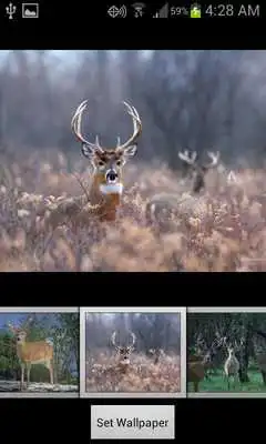 Play HD Deer Wallpapers