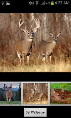 Play HD Deer Wallpapers