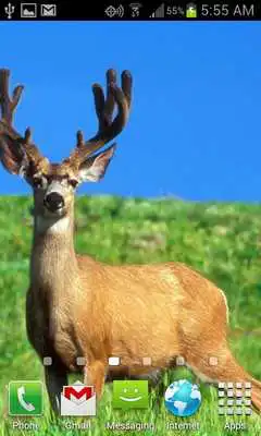 Play HD Deer Wallpapers
