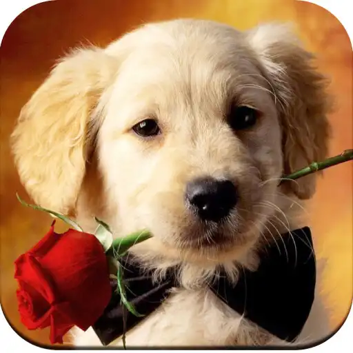 Play HD Dog Wallpaper APK Play HD Dog Wallpaper APK