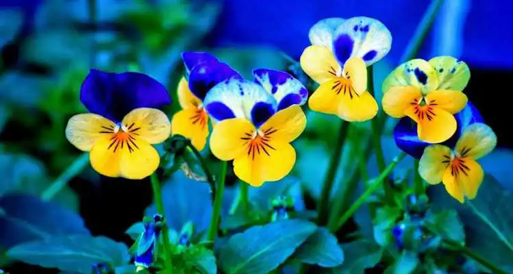 Play HD Flower Wallpaper