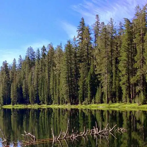 Play HD Forest Wallpapers APK Play HD Forest Wallpapers APK
