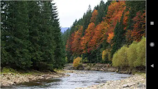 Play HD Forest Wallpapers  and enjoy HD Forest Wallpapers with UptoPlay