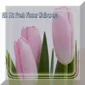 Free play online HD HQ Fresh Flower Wallpapers APK Free play online HD HQ Fresh Flower Wallpapers APK