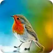 Free play online HD Live Bird Wallpaper APK