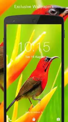 Play HD Live Bird Wallpaper Play HD Live Bird Wallpaper