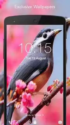 Play HD Live Bird Wallpaper Play HD Live Bird Wallpaper