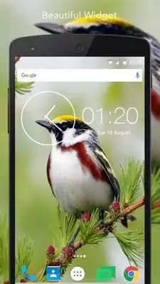 Play HD Live Bird Wallpaper Play HD Live Bird Wallpaper